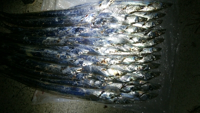 太刀魚いっぱい釣れた(^^)