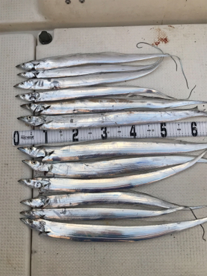 タチウオジギング