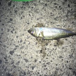 まったりヤエン