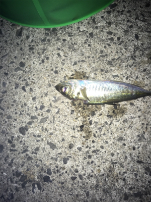 まったりヤエン