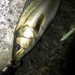 ひさひざナイトフィッシュ