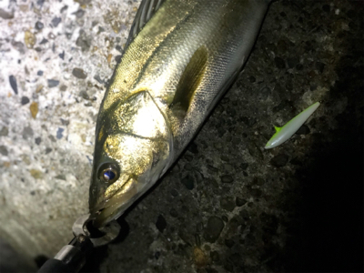 ひさひざナイトフィッシュ