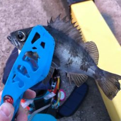 早朝メバリングin御所浦