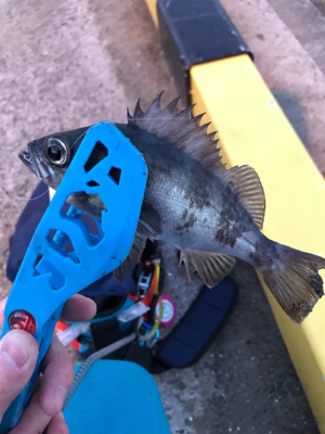 早朝メバリングin御所浦