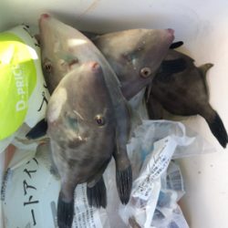 同じ場所で同じハマチ！？