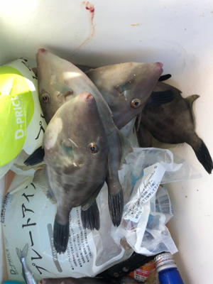 同じ場所で同じハマチ！？