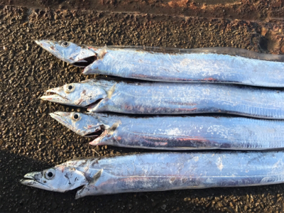 太刀魚渋くなってきた？