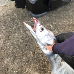 沖堤青物チャレンジ