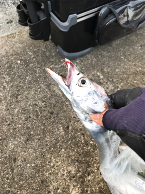 沖堤青物チャレンジ