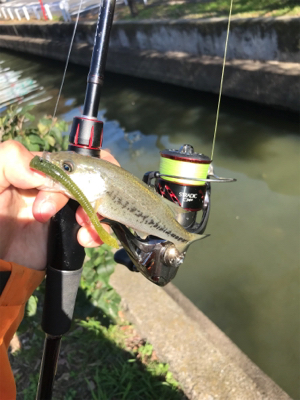 子バス祭り、大物バラし