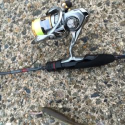 夕方短時間アジング