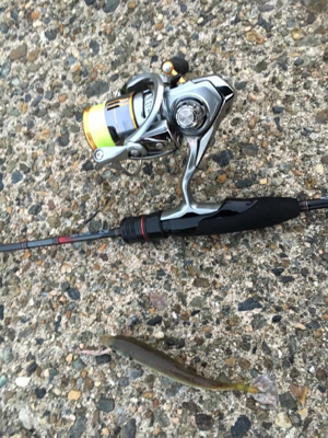 夕方短時間アジング