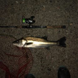 とりあえず釣れた