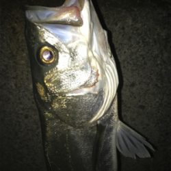 初回遊型＆初複数キャッチ(チーバスとセイゴ除いて)