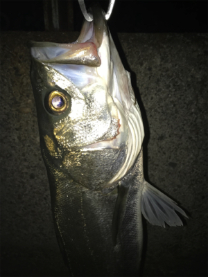 初回遊型＆初複数キャッチ(チーバスとセイゴ…