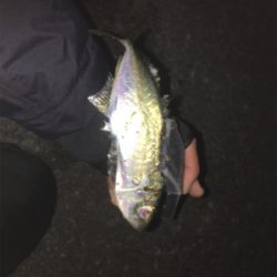 朝まずめ狙いで