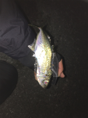 朝まずめ狙いで