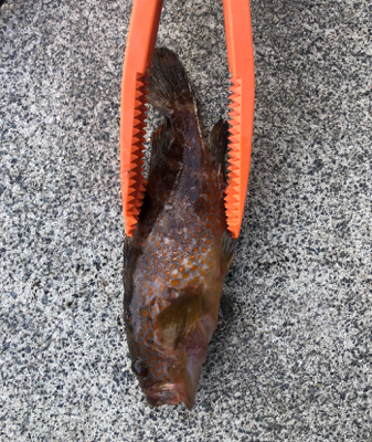 ライトロックフィッシュゲーム