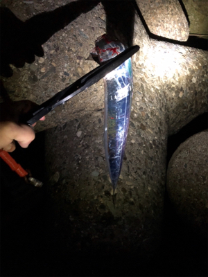 久々のタッチー調査