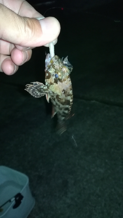 ナイトアジング