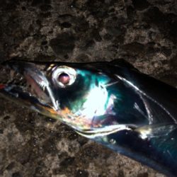 夕まずめ１時間タチ勝負