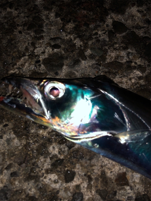 夕まずめ１時間タチ勝負