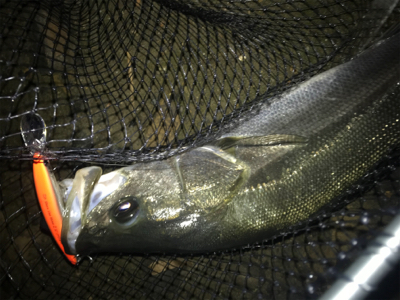 ハーモニカ食い