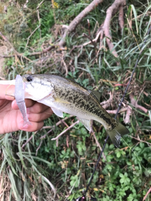 釣れなさすぎる！