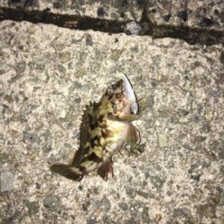 激さむ！釣果も寒い！！