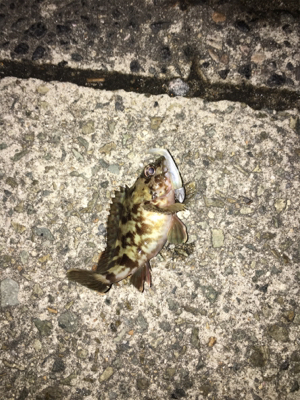 激さむ！釣果も寒い！！