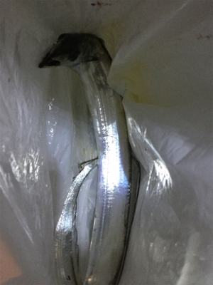 タチウオ釣りす