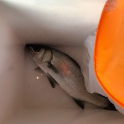 大野川導流堤青物狙い