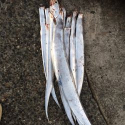 やっとドラゴン釣れました