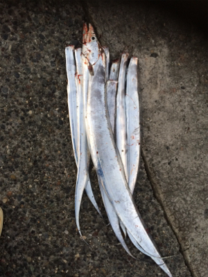 やっとドラゴン釣れました