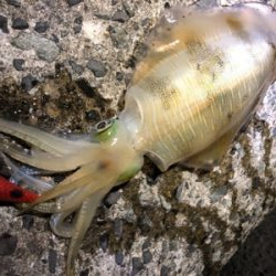 ナイトエギング