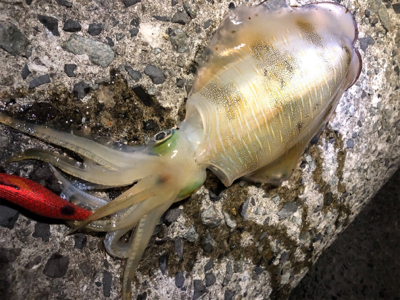 ナイトエギング