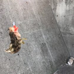 デイゲームライトロック