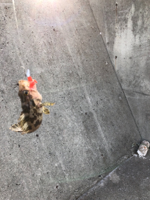 デイゲームライトロック