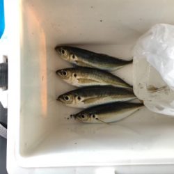 大分市家島港 サビキ釣り