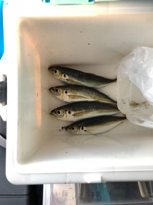 大分市家島港 サビキ釣り