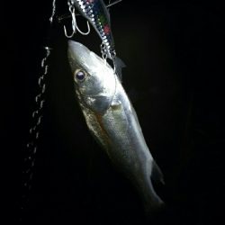 紀ノ川ルアーゲーム