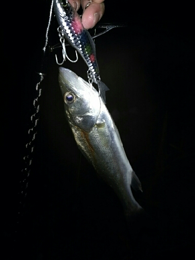 紀ノ川ルアーゲーム