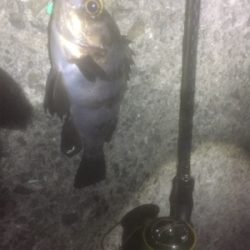 満月メバリング