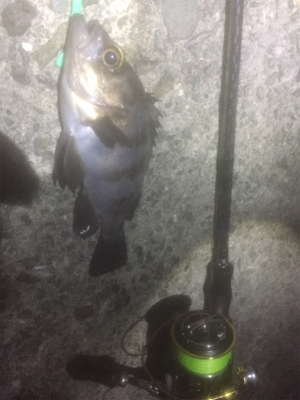 満月メバリング