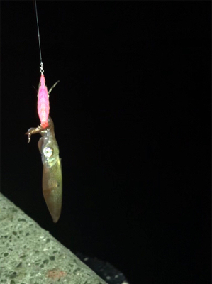 満月のヒイカ釣り…厳しい(＞＜)