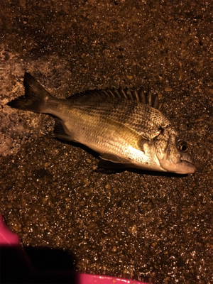 短時間ちょい投げ釣行