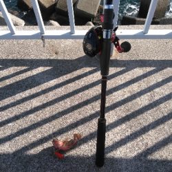 際釣り以外期待出来ない？