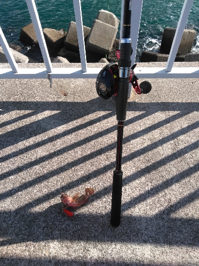 際釣り以外期待出来ない？