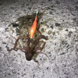 初めてのヒイカゲーム