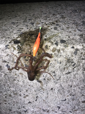 初めてのヒイカゲーム